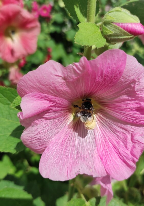 Мальва - Татьяна Лютаева