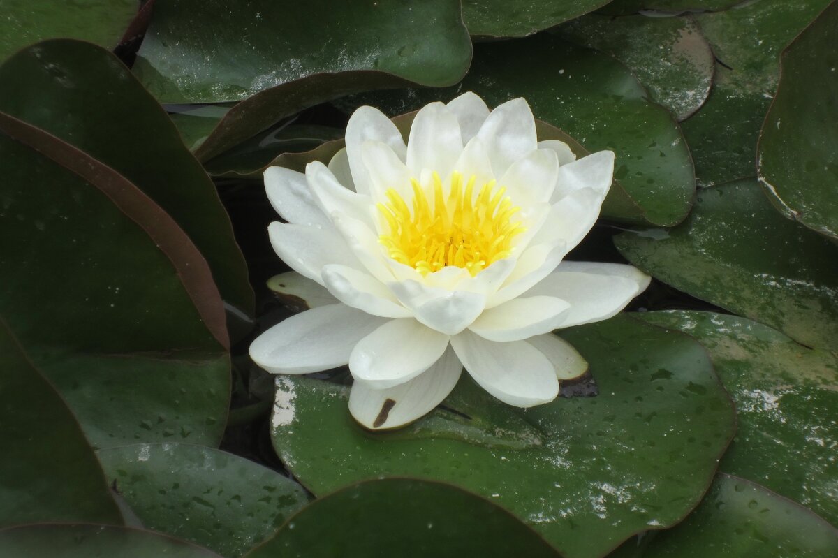 Нежность - Натали 