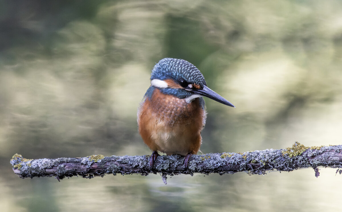 зимородок. - юрий макаров