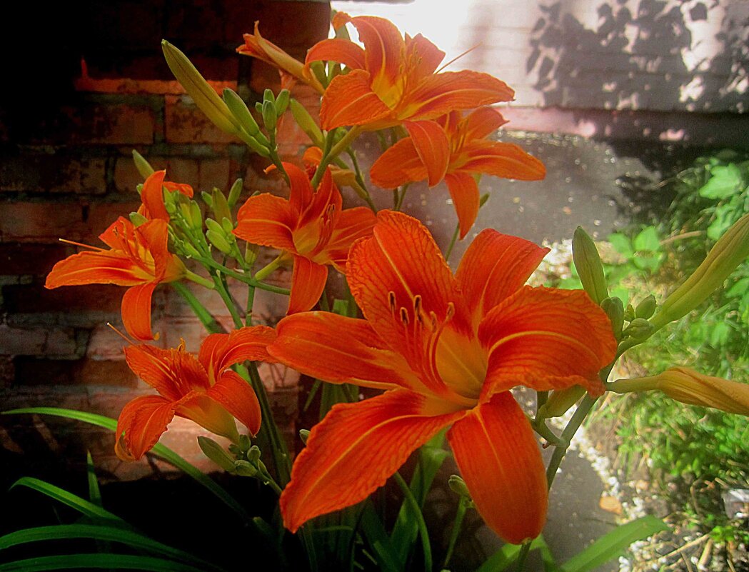 Ли цветут - Елена Семигина