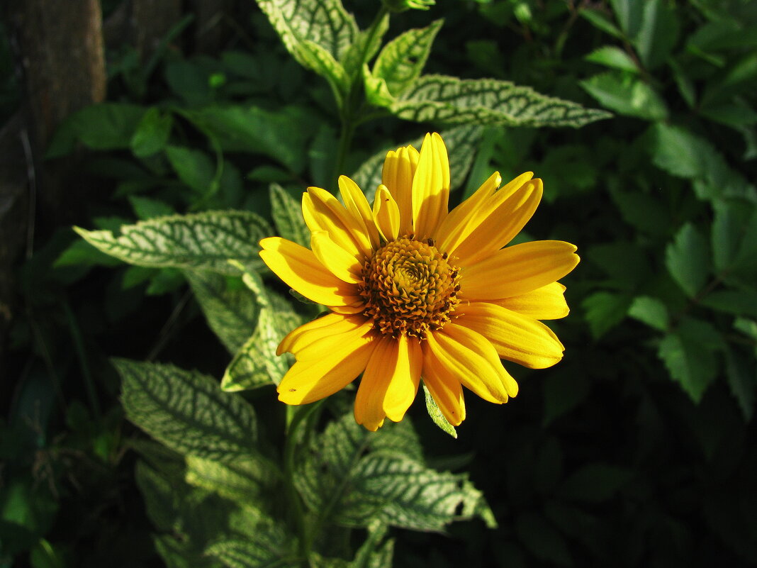 Гелиопсис цветёт - Людмила Смородинская