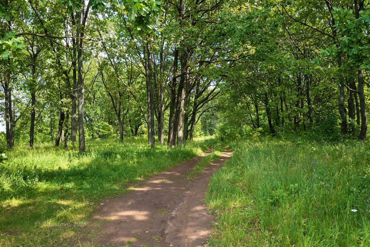 Дорога в лесу - Александр Синдерёв