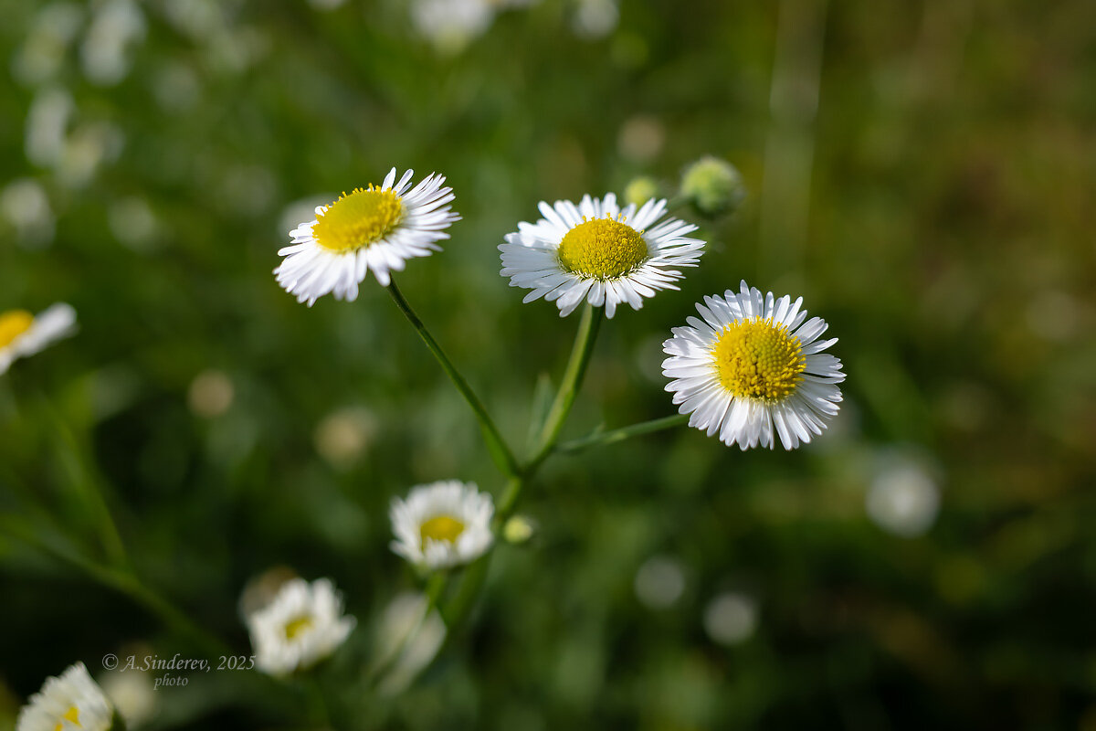 Мелколепестник луговой - Александр Синдерёв