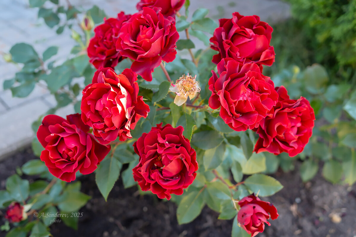 Розовый куст - Александр Синдерёв