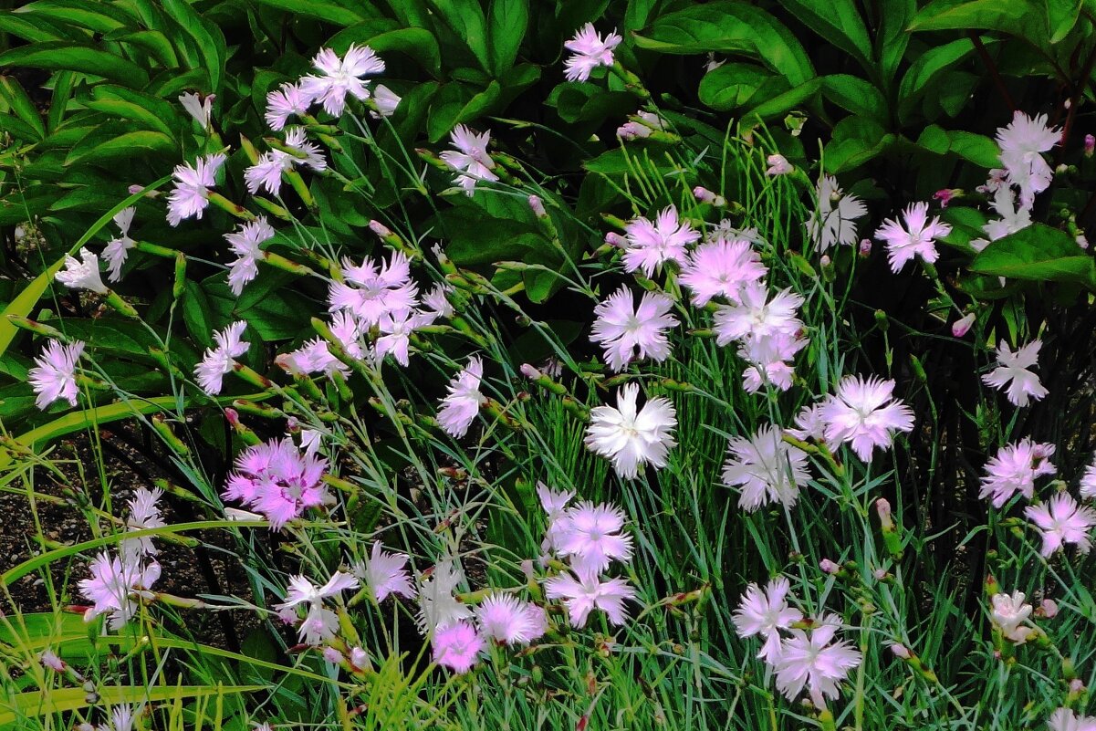 Гвоздика - Рита Симонова Гвоздика - Рита Симонова