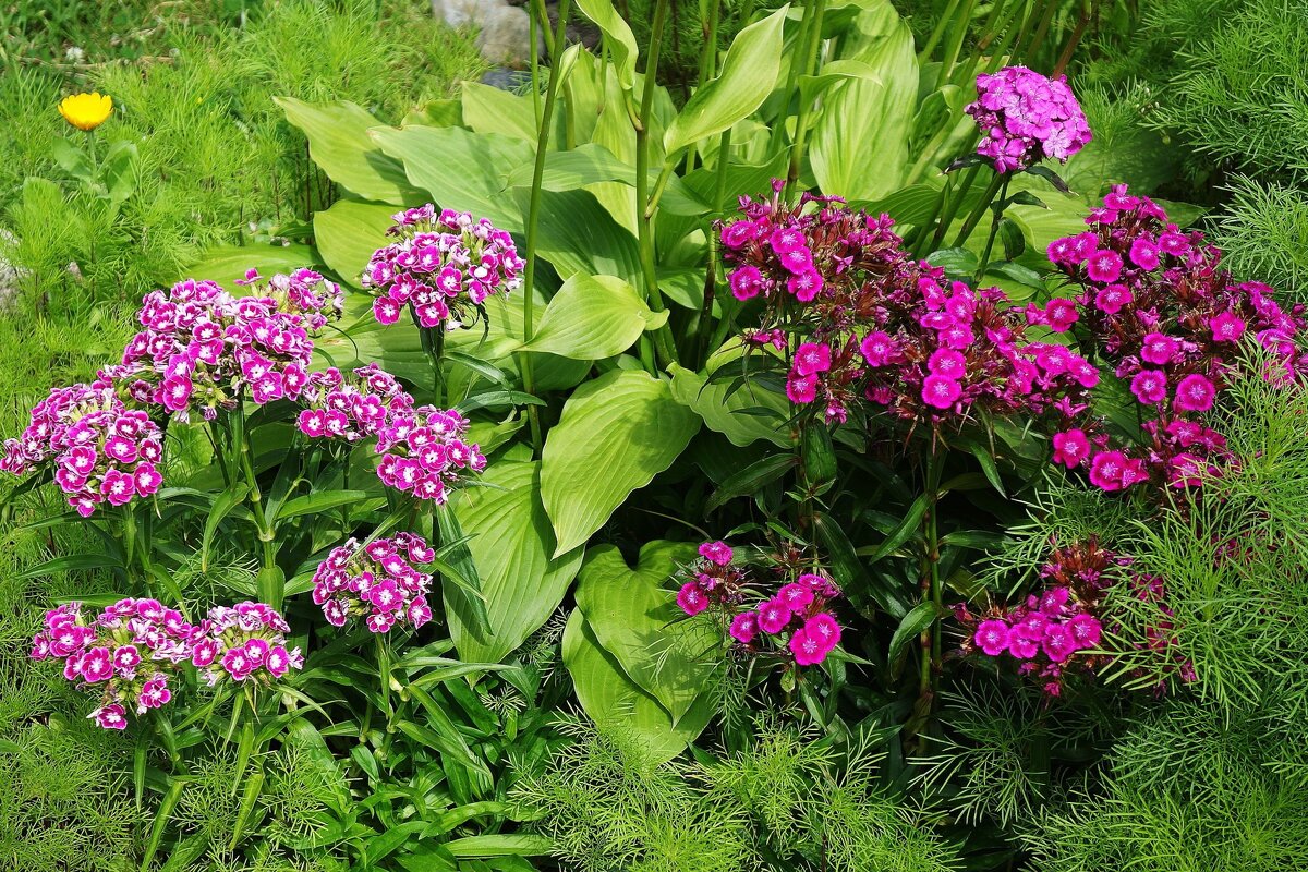 Гвоздика - Рита Симонова Гвоздика - Рита Симонова