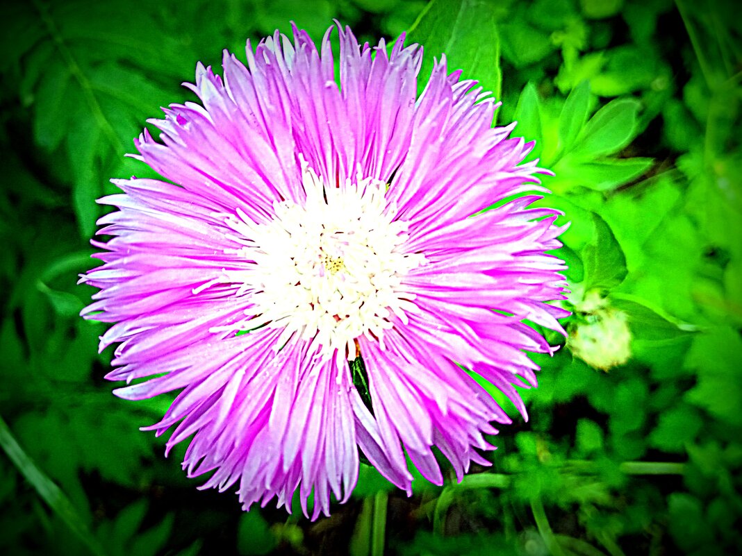 Цветы. - Владимир Драгунский