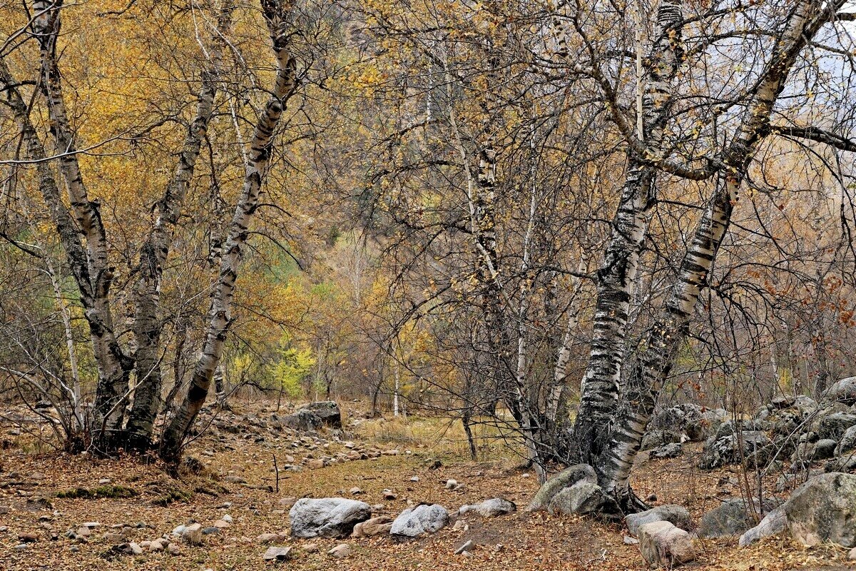 ПО НИЗАМ. - Виктор Осипчук