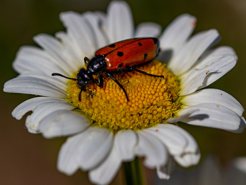 Вкусная ромашка - Светлана SvetNika17