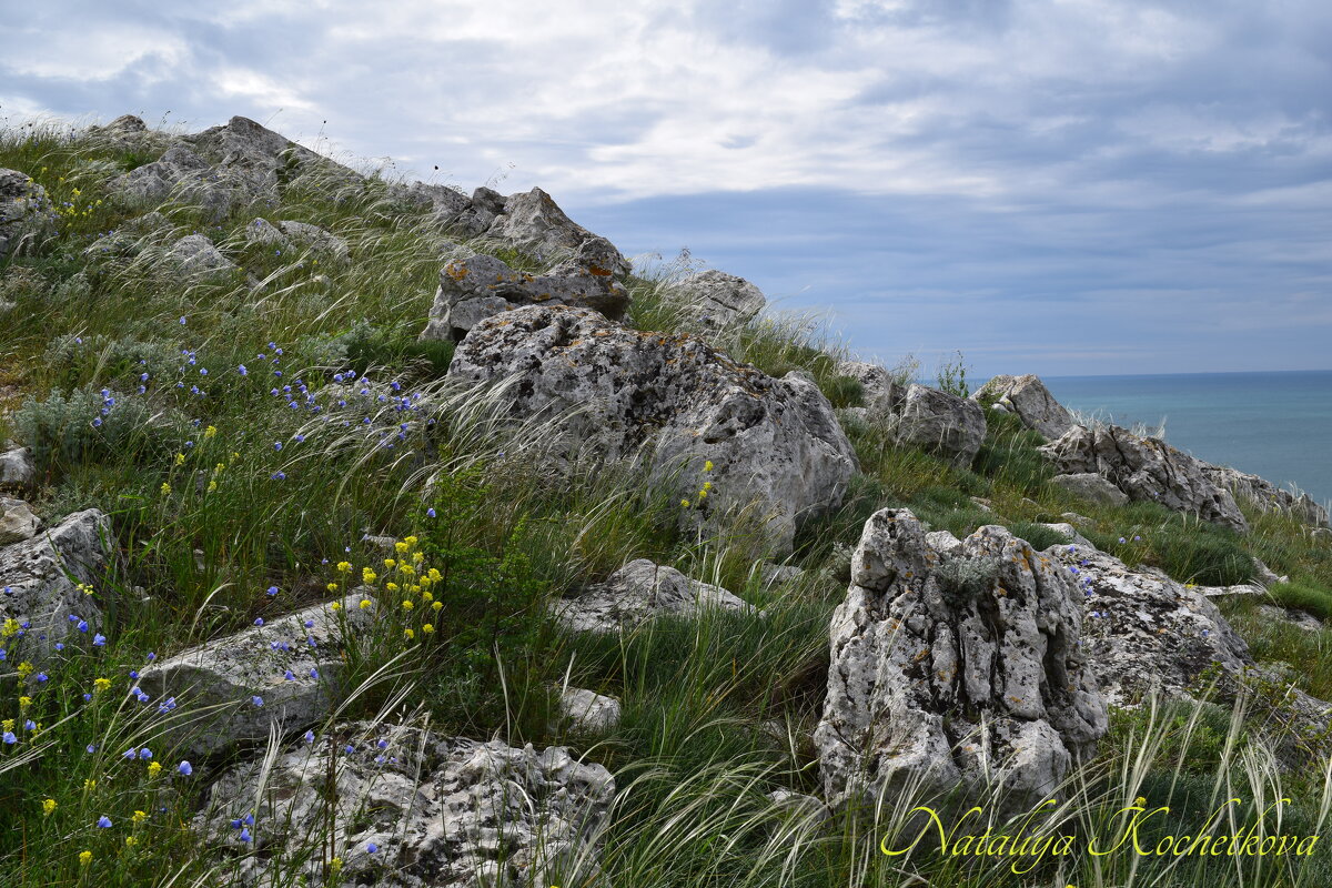 Природа Крыма - Amazing Cosmea