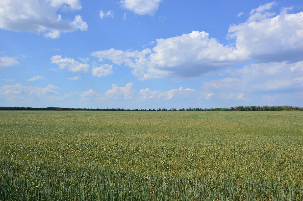 Поле урожая. - Виктор 