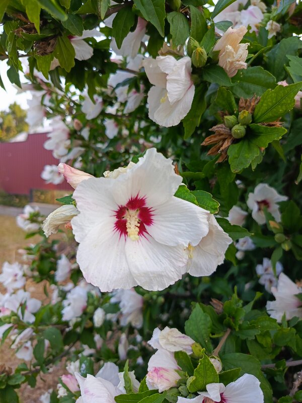 Просто лето - Татьяна Пальчикова Просто лето - Татьяна Пальчикова