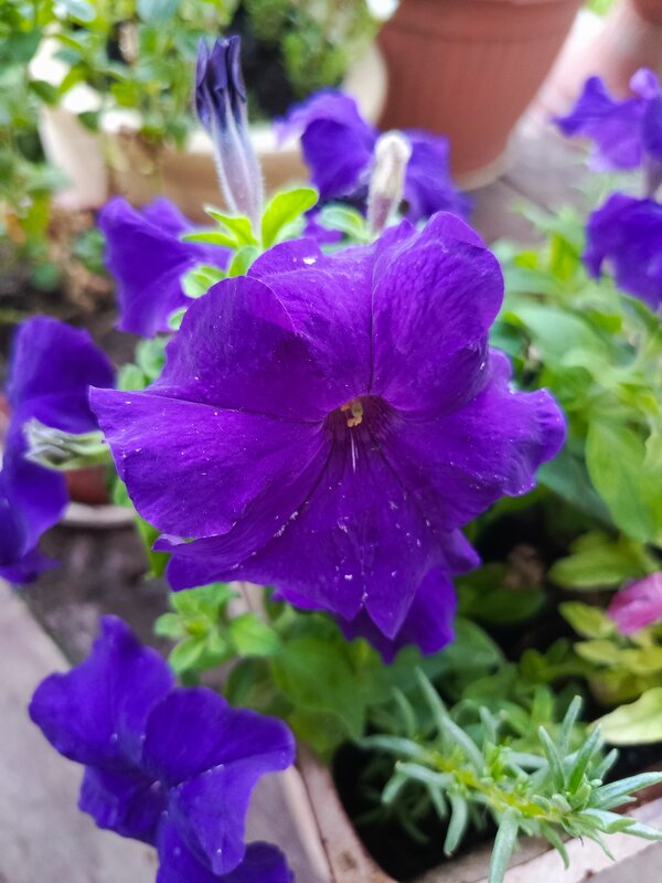 Петуния - Татьяна Пальчикова