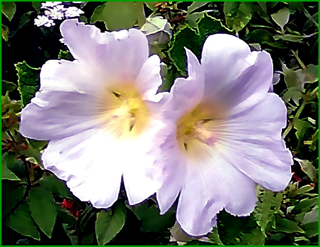 Шток-роза (мальва) - Ольга Довженко