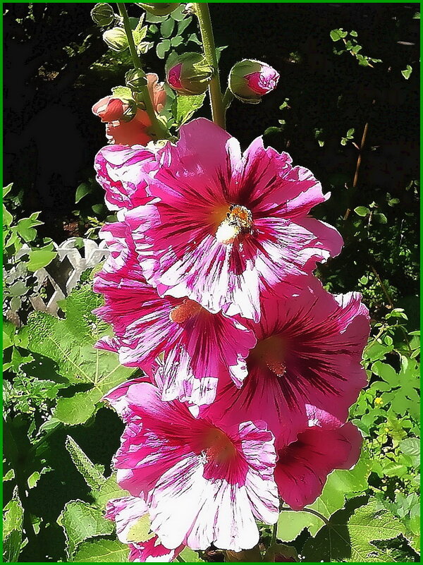 Шток-роза (мальва) - Ольга Довженко