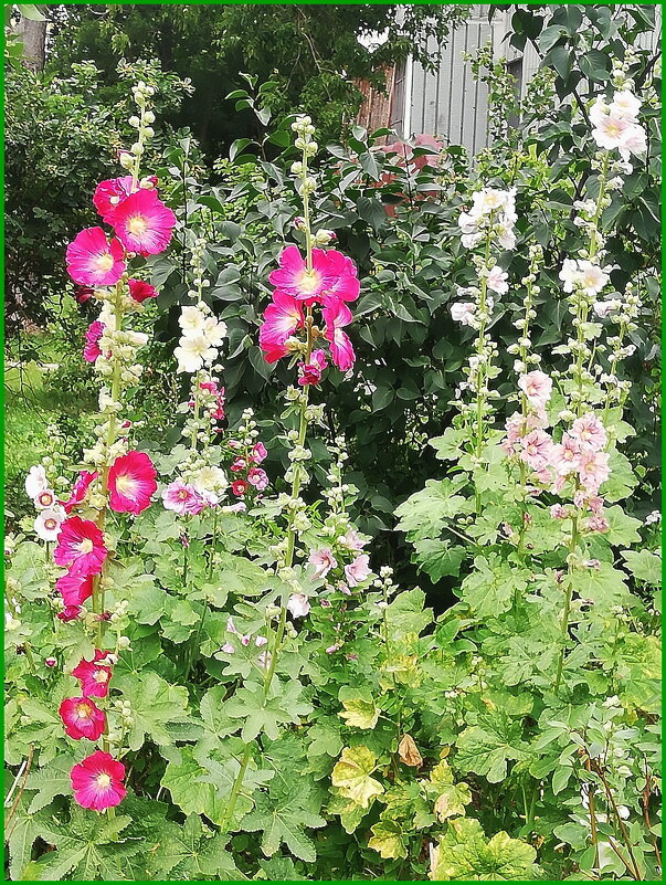 Шток-роза (мальва) на газоне у дома. - Ольга Довженко