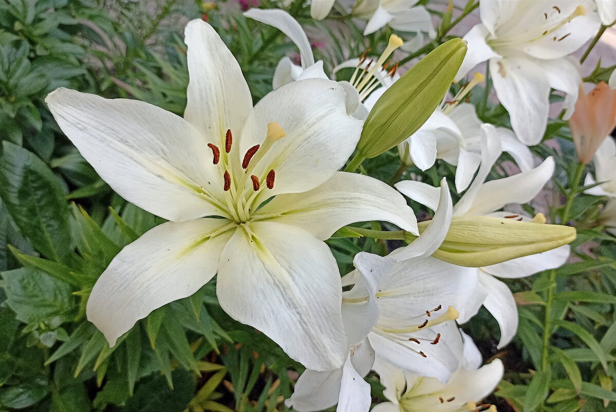 Восточные лилии - Татьяна Тюменка