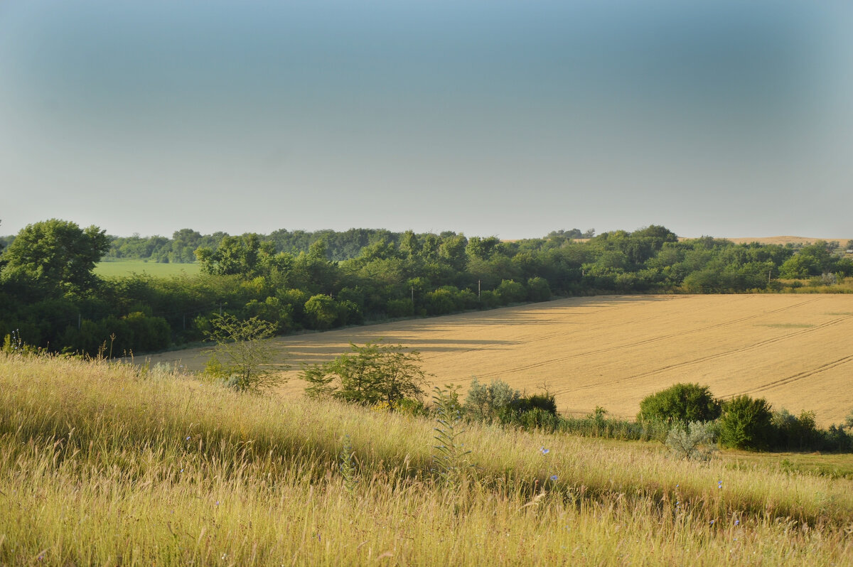 *** - Надежда Куркина 