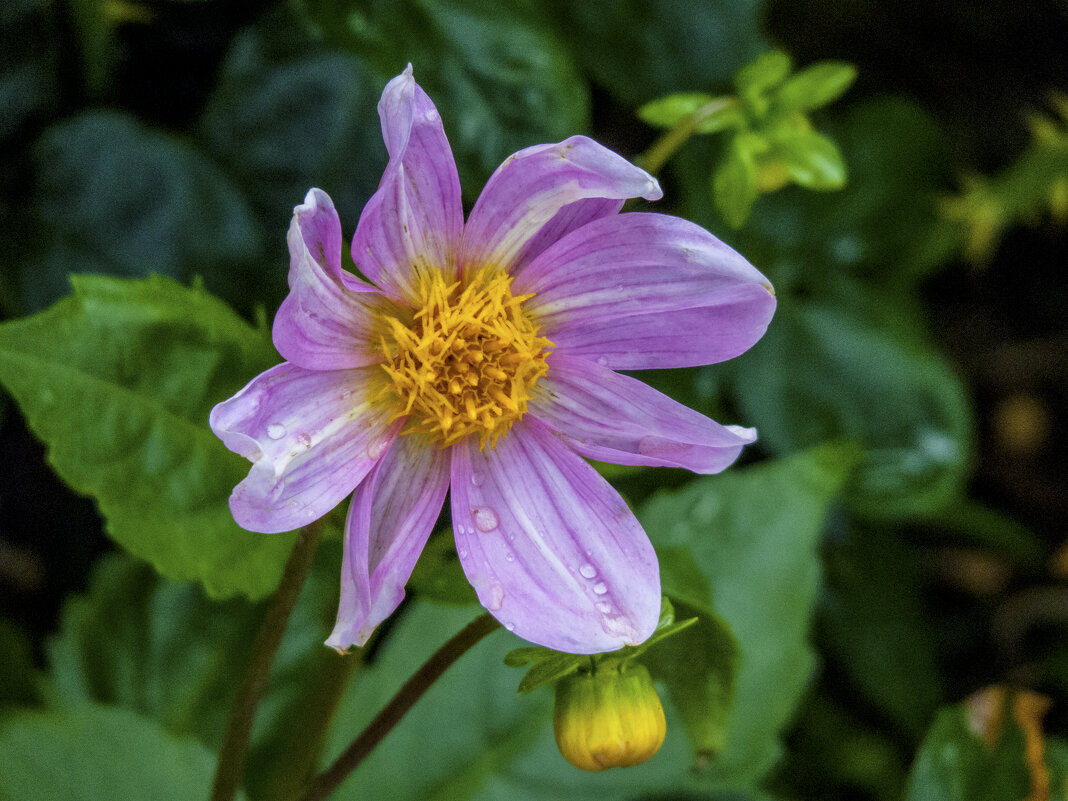 Фиолетовая георгина - Валентин Семчишин