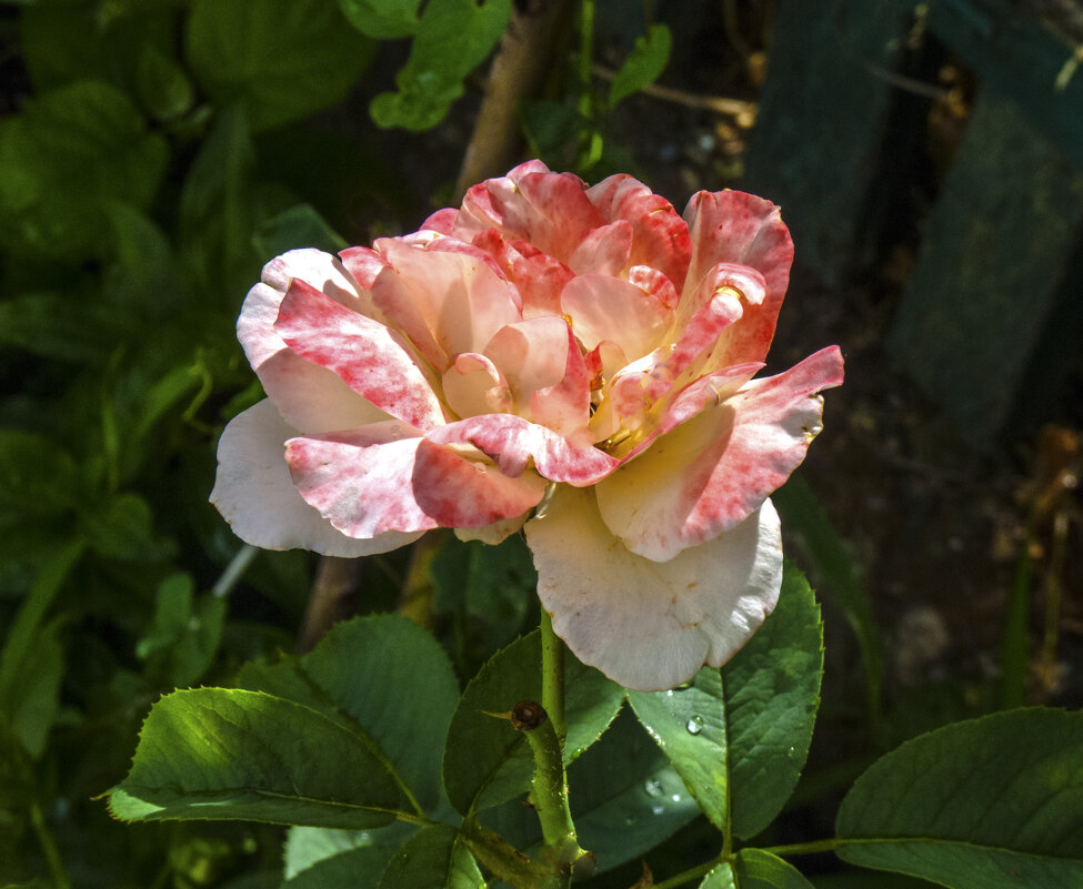 Двух цветная роза - Валентин Семчишин