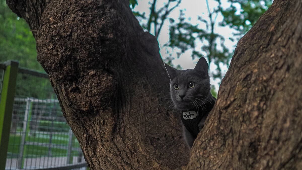 Кошка в Окошке - юрий поляков