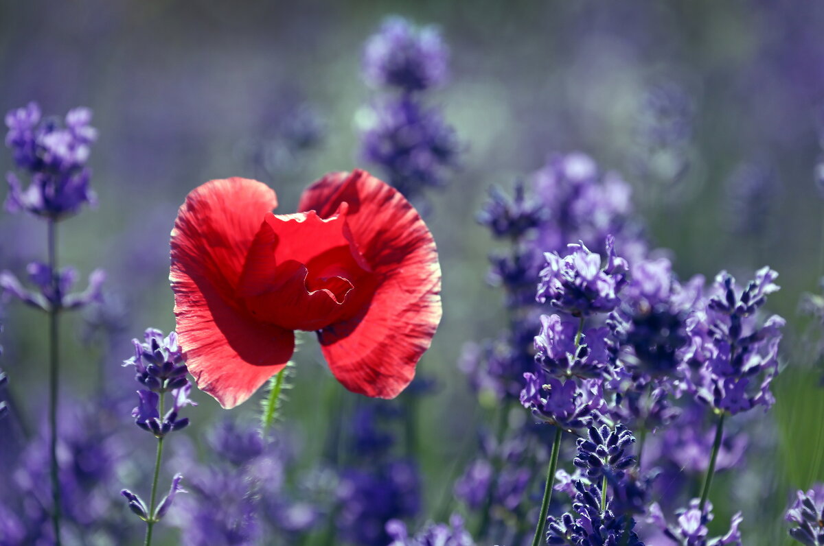 b.km - Михаил Бибичков