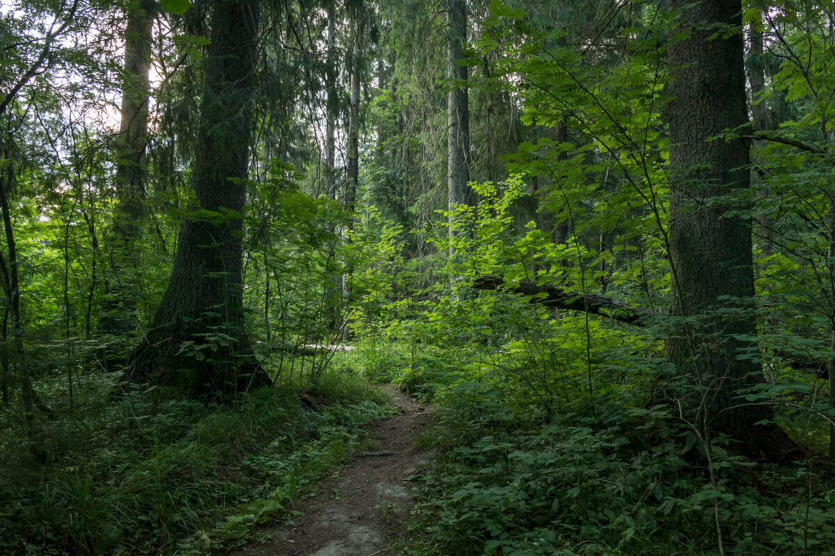 Июльские пейзажи: лесная тропинка. - Игорь Викторов