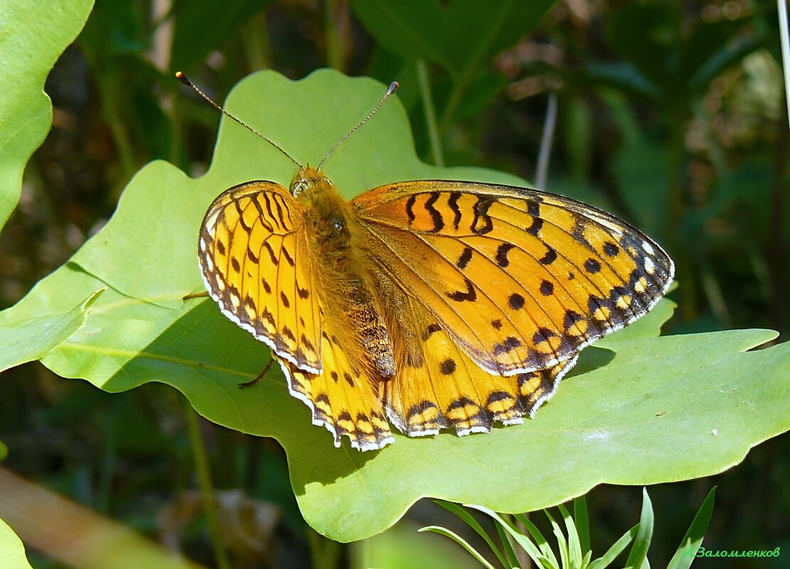 Перламутровка большая лесная - Андрей Заломленков
