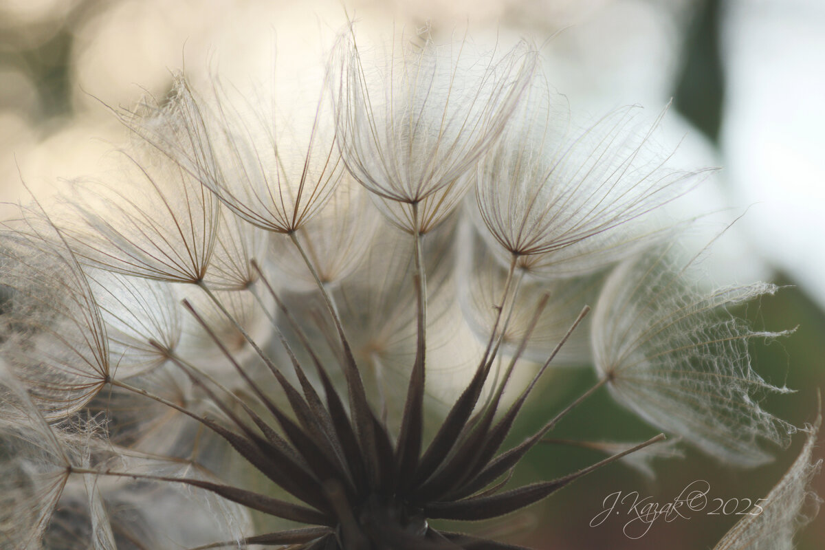 *** - Елена Kазак (selena1965)