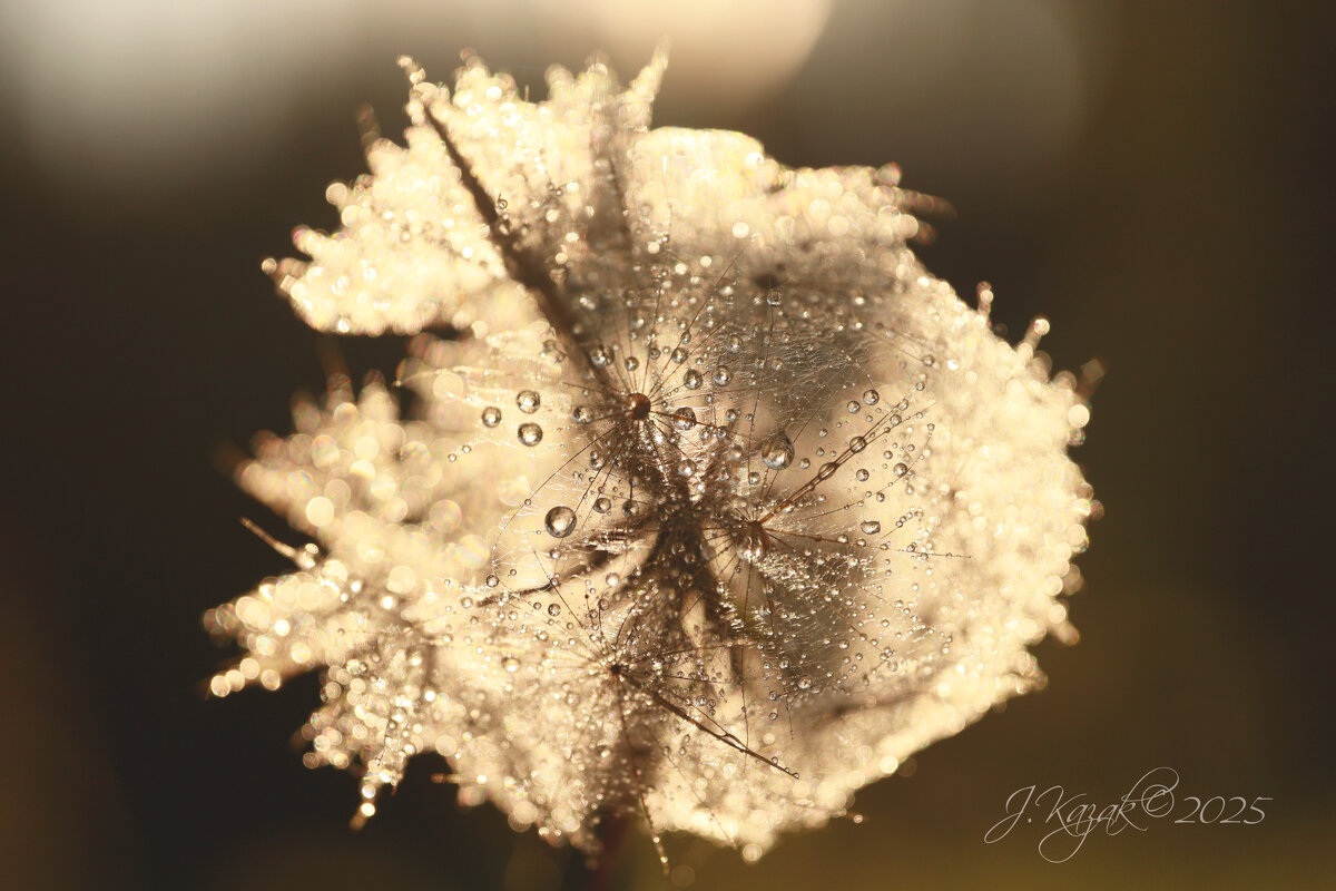 *** - Елена Kазак (selena1965)