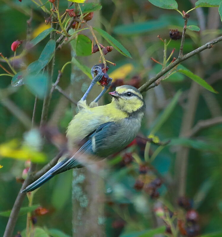 лакомство лазоревки... - Andrey Bragin лакомство лазоревки... - Andrey Bragin