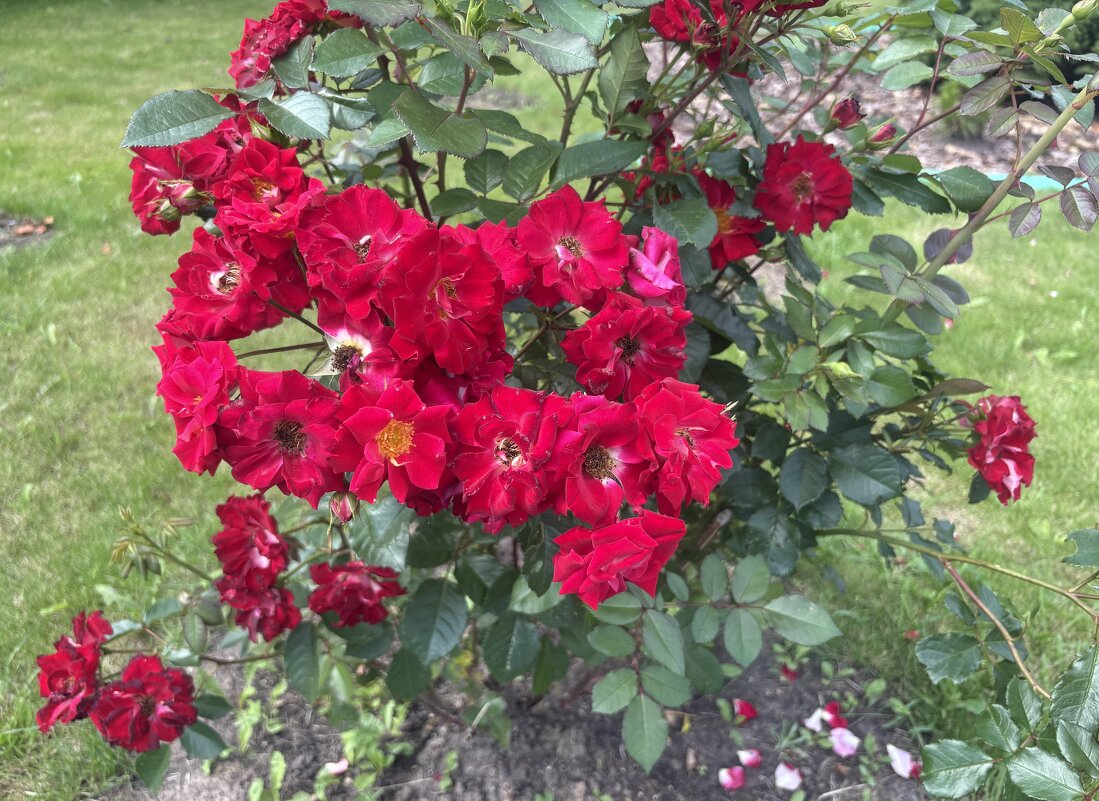 Розы - Наталия Павлова