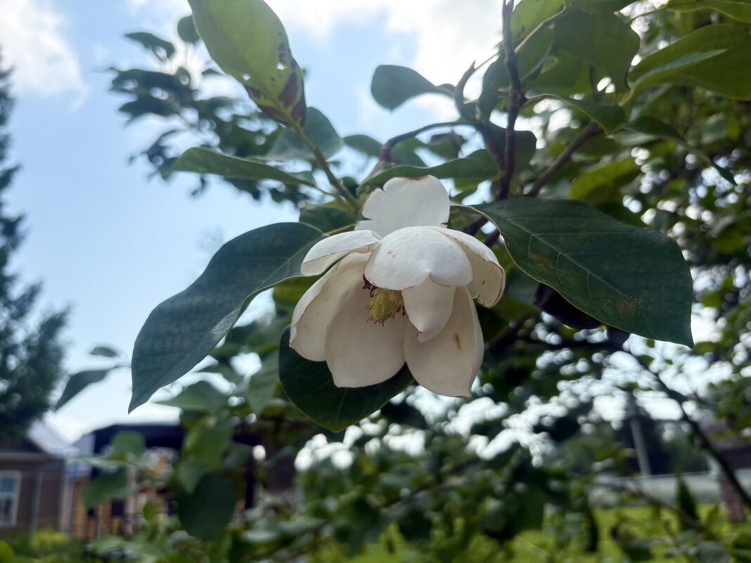 Цветок магнолии...Старая Русса - Наталия Павлова