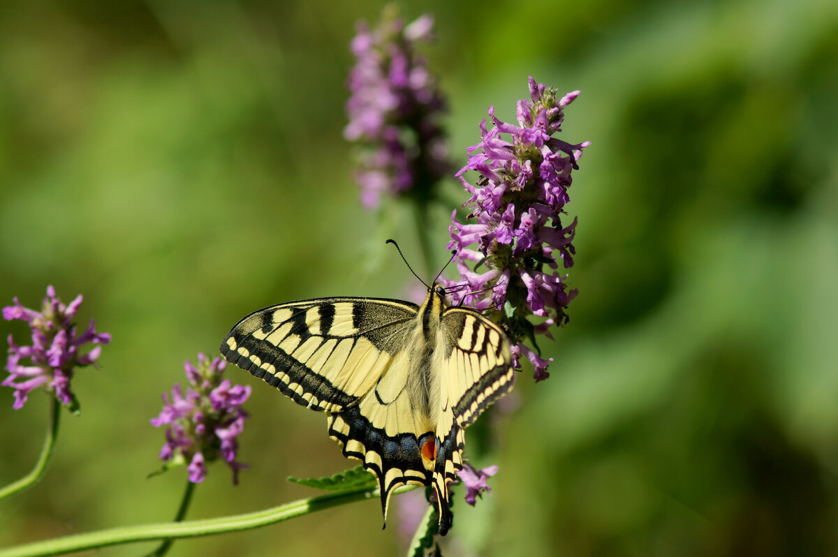 из снятого сегодня 3 - Александр Прокудин из снятого сегодня 3 - Александр Прокудин