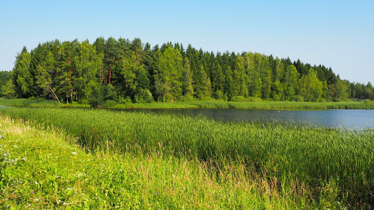 Июль на Смоленщине. - Милешкин Владимир Алексеевич Июль на Смоленщине. - Милешкин Владимир Алексеевич