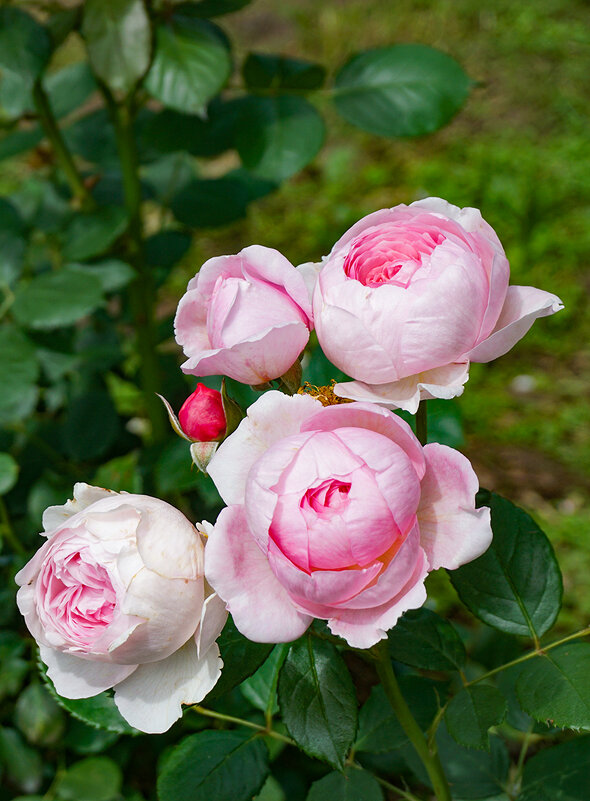 Летние розы - Ольга Летние розы - Ольга