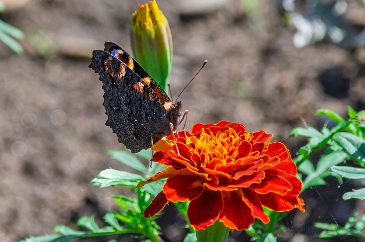 *** - Виктор Иванович Чернюк