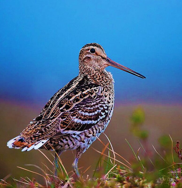 Июль...Кулик-франт! - Владимир 