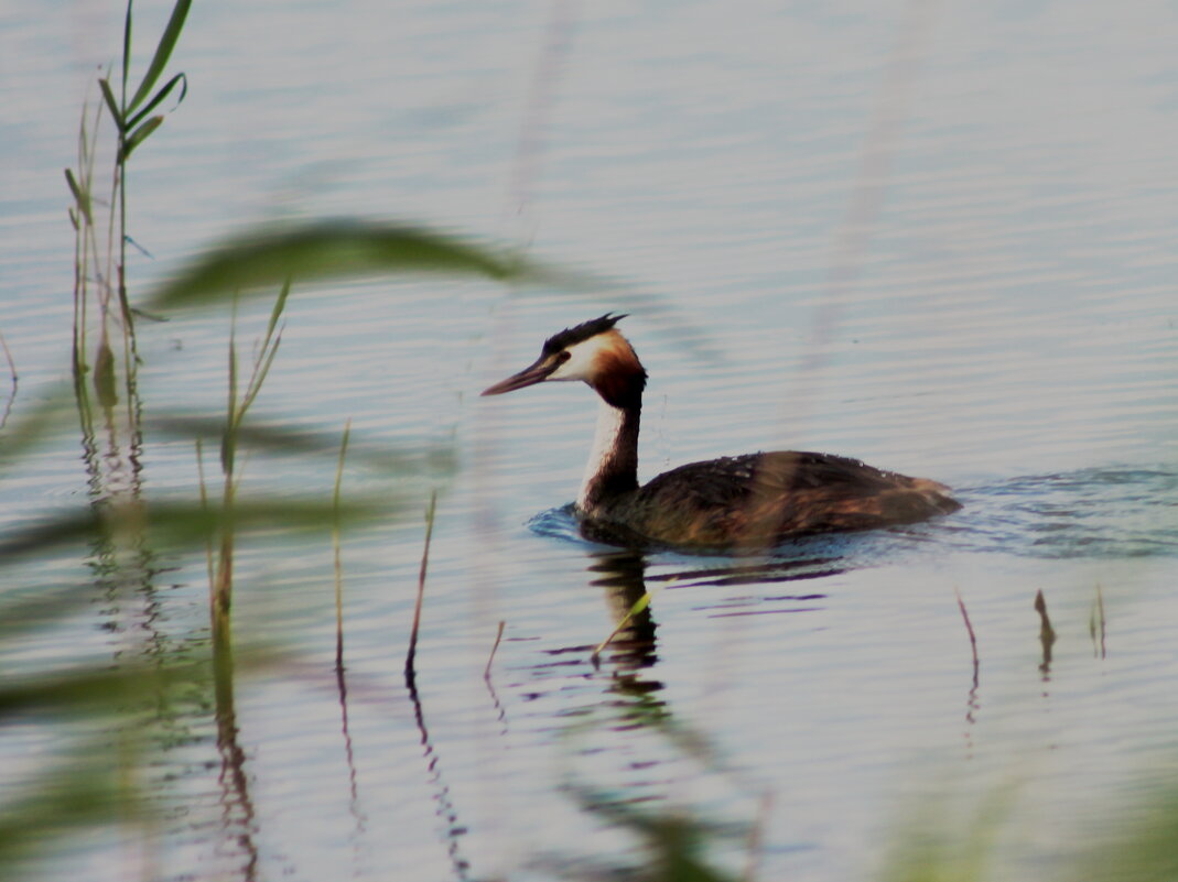 Чомга - victor Lion Чомга - victor Lion