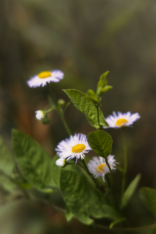 Маргаритки - Michel 