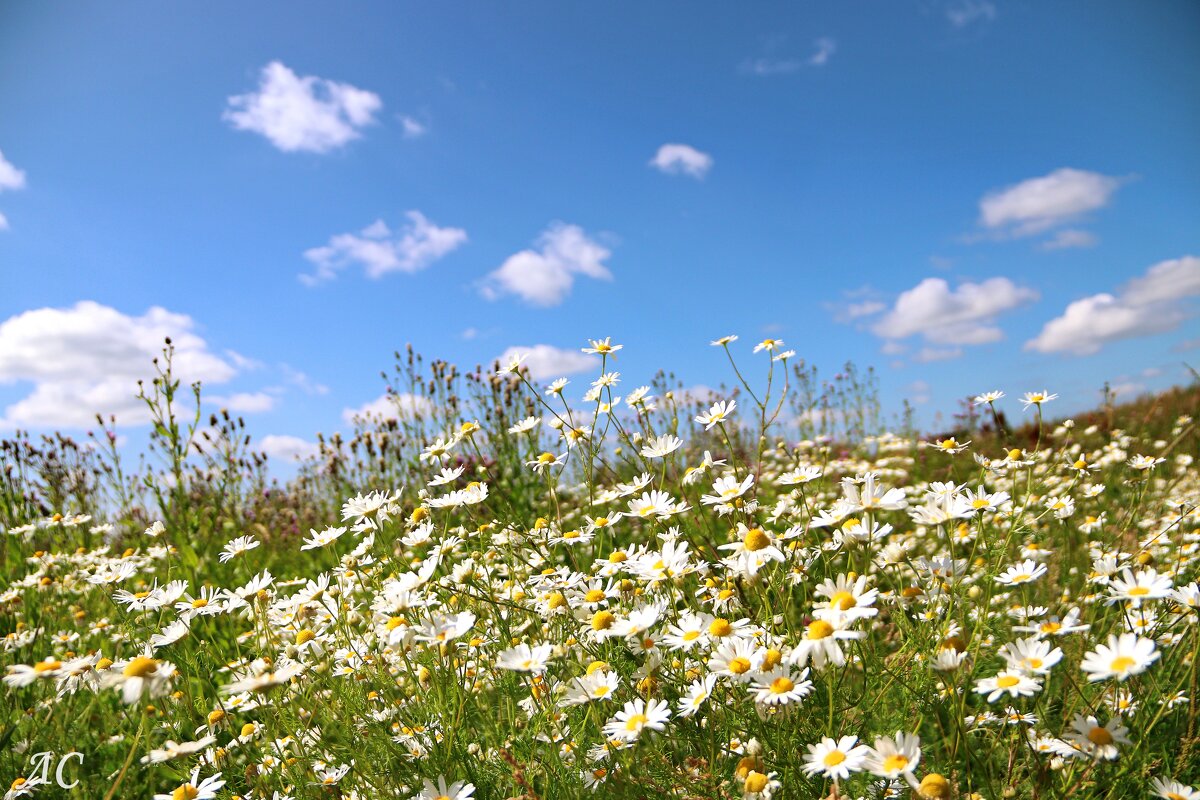 Фотозарисовка - Любовь Сахарова