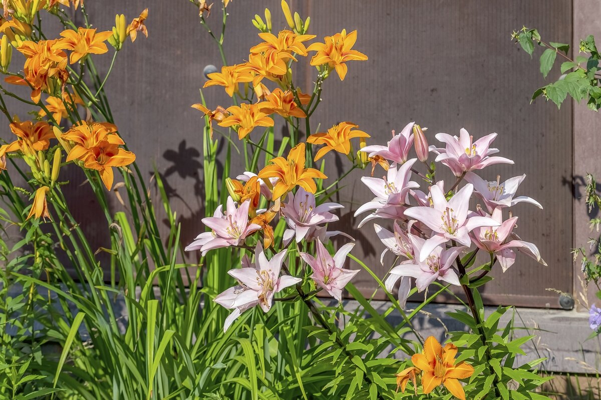 Лилии цветут - Валерий Иванович