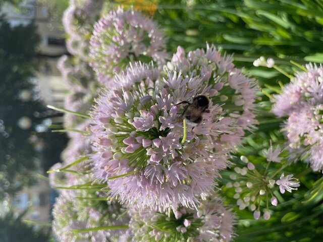 Pro шмеля - Alisia La DEMA Pro шмеля - Alisia La DEMA