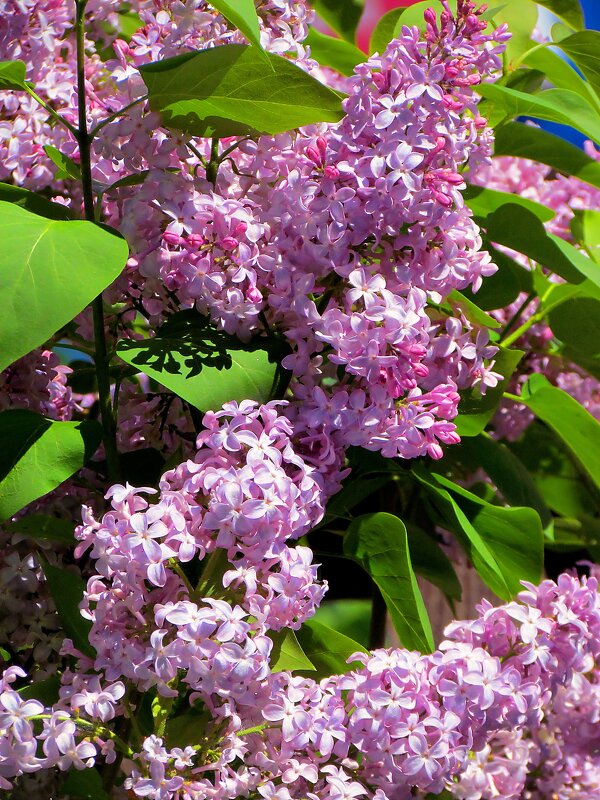 Сирень - Роман Савоцкий