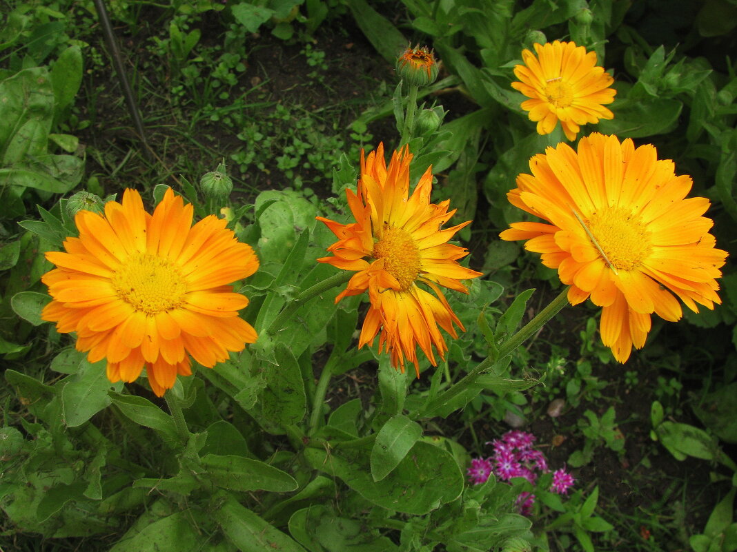 Солнечные красавицы - Людмила Смородинская Солнечные красавицы - Людмила Смородинская