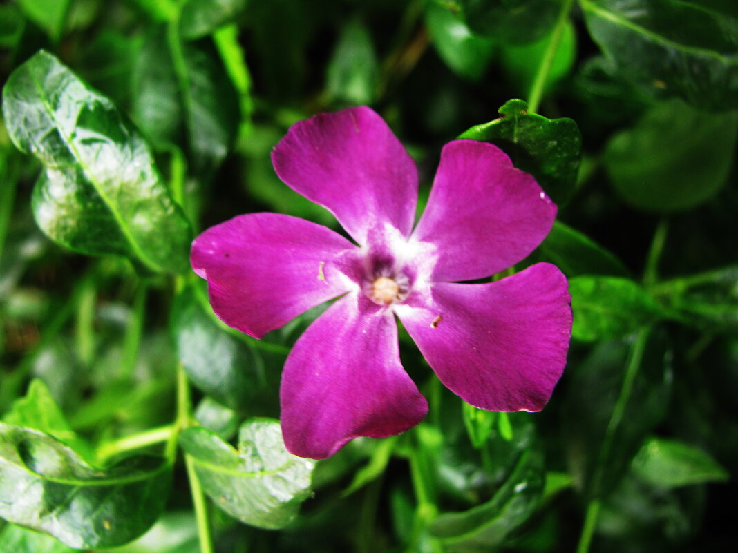 Вентилятор - Людмила Смородинская Вентилятор - Людмила Смородинская