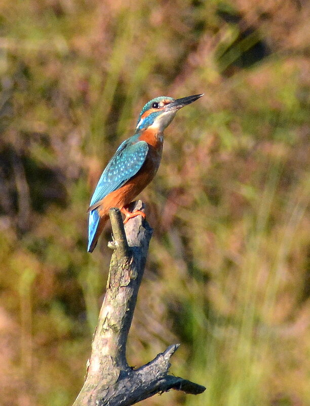 Зимородок - Владислав Иопек