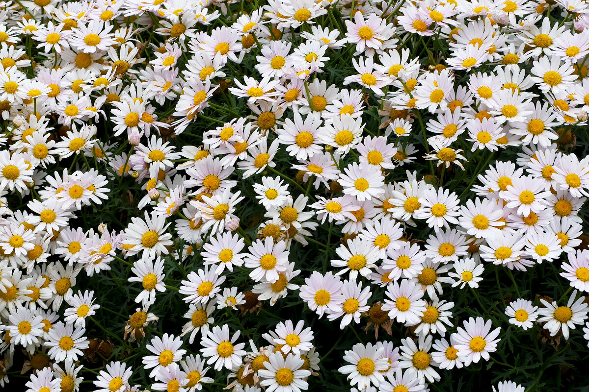 Московский зоопапрк. Хризантемы. - Наташа ***** Московский зоопапрк. Хризантемы. - Наташа *****