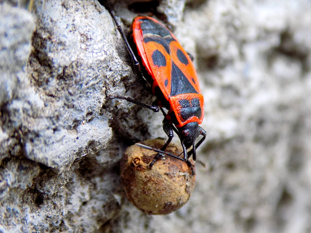 Клоп-солдатик и липовое семя... - Константин Штарк