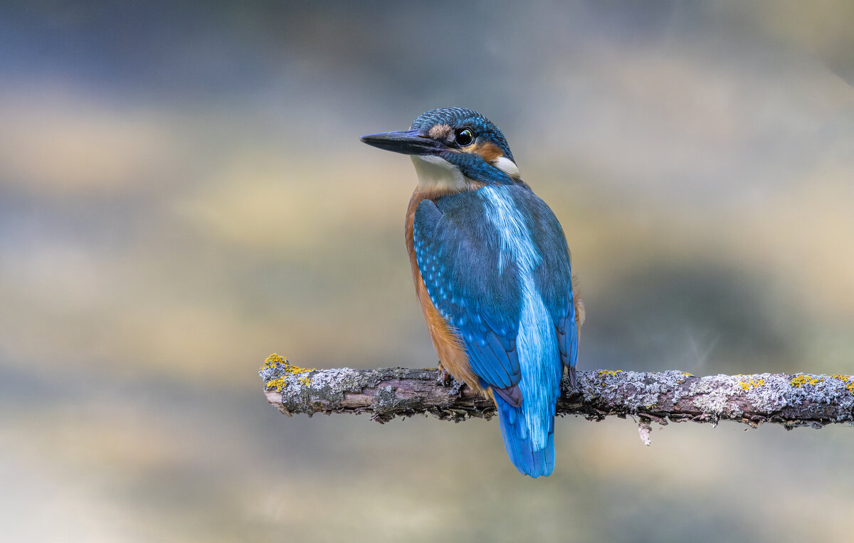 зимородок. - юрий макаров